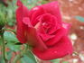 Jim Dandy rose photo