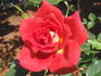 Jim Dandy rose photo