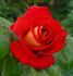 Canadian Sunset rose photo