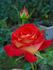Canadian Sunset rose photo