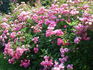 Martha's Vineyard rose photo