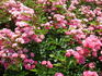 Martha's Vineyard rose photo