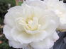 Remembering Dee ™ rose photo