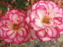 Jacquie Williams rose photo