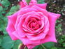 Senior Prom rose photo