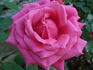 Senior Prom rose photo