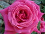 Senior Prom rose photo