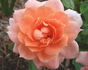 Flower Power rose photo