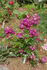 Violetta rose photo