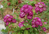 Violetta rose photo