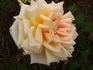 Margarete Gnau rose photo