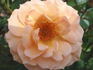 What a Peach ™ rose photo