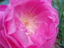 Corvedale rose photo