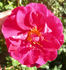 LATORXSL rose photo
