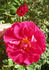 LATORXSL rose photo