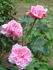Pink Princess rose photo