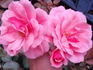 Malaguena rose photo