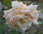 Albert Hoffmann rose photo
