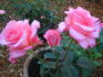 In Memory rose photo