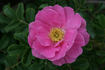 Hokkaido rose photo