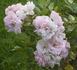 Stadtrat Stüdemann rose photo