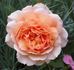 Janine Sheila rose photo