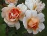 Janine Sheila rose photo