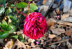 Mel Hulse rose photo