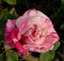 Zebra rose photo