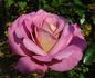 Twilight Zone rose photo