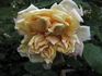 Madame E. Souffrain rose photo