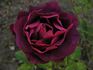 Granny Grimmetts rose photo