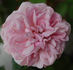 Bona Weillschott rose photo