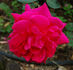 Cathrine Kordes rose photo