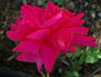Cathrine Kordes rose photo