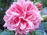 Pink Princess rose photo