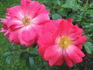 Flower Carpet Pink Supreme rose photo