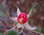 Circus Knie ® rose photo