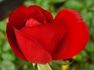 Angola rose photo