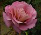 Twilight Zone rose photo