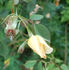 Dancing Butterflies rose photo