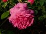 Gourdault rose photo