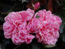 Duarte de Oliveira rose photo