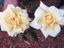 V for Victory rose photo