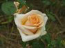 Diana rose photo