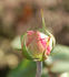 Fürstin von Pless rose photo
