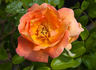 Orange Moss rose photo