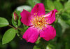 42-03-02 rose photo