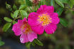 42-03-02 rose photo
