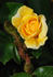 Goldmoss rose photo